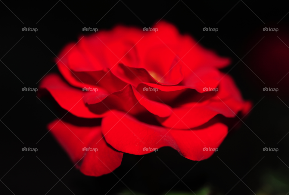 red night love rose by lightanddrawing