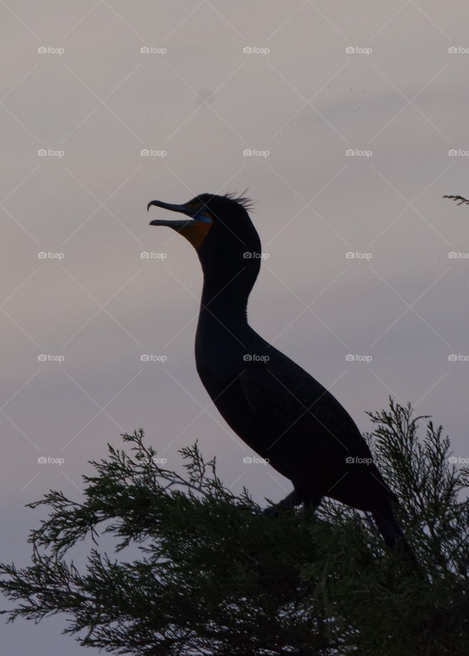 Double Crested Comorant. A Double Crested Coromant is silhouetted against the evening sky. From the last rays of sun you can see his blue throat 