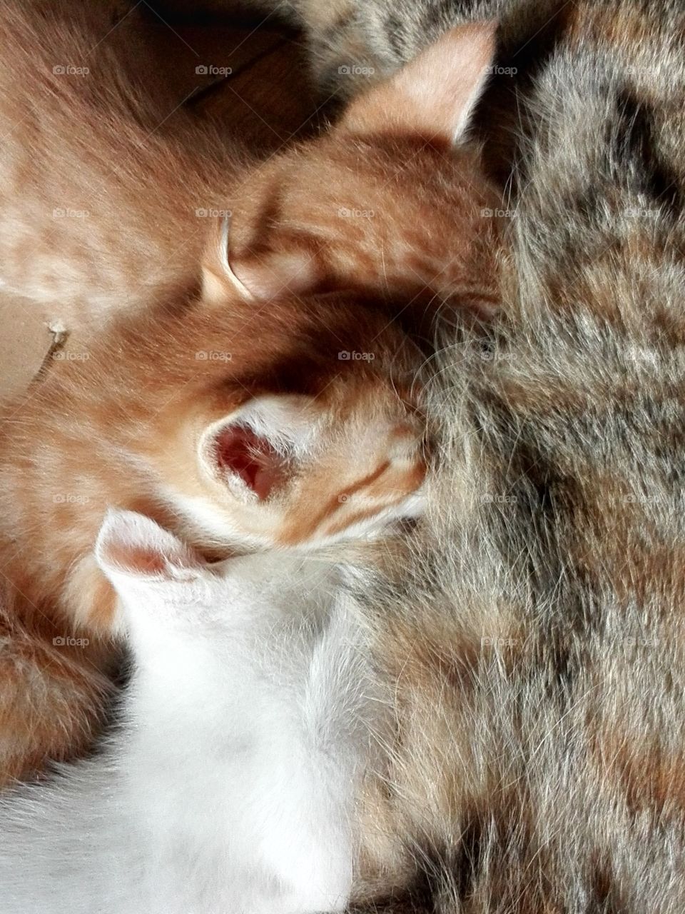 Kittens sucking milk