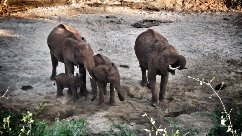 family elephant africa elephants by daniel.stephens.50596