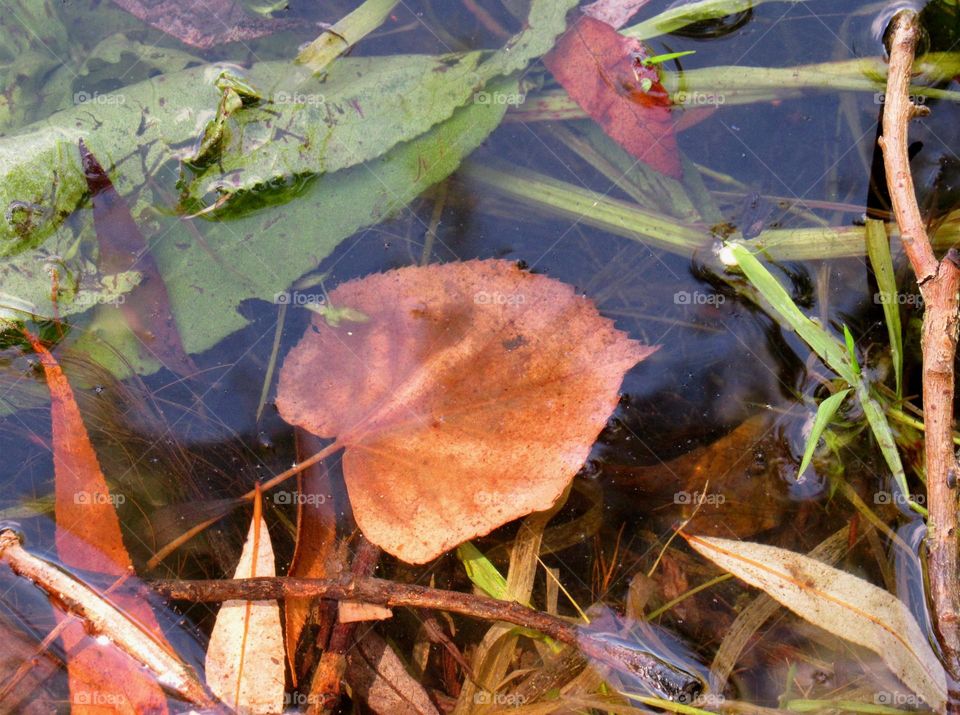 Autumn rain reflections