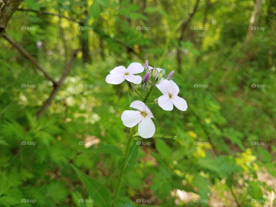 White wild flower found in NJ park