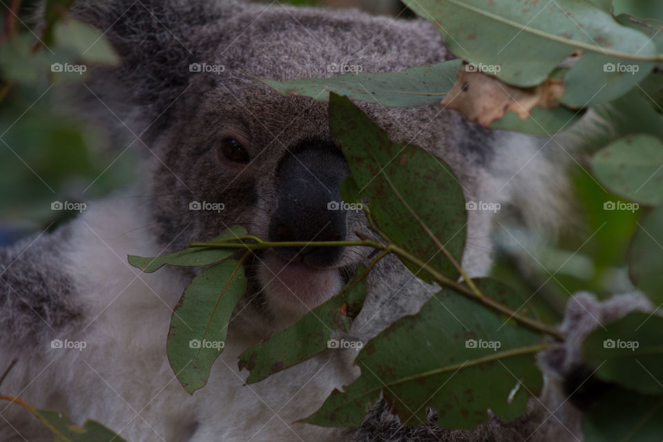 Koala enjoying eucalyptus  