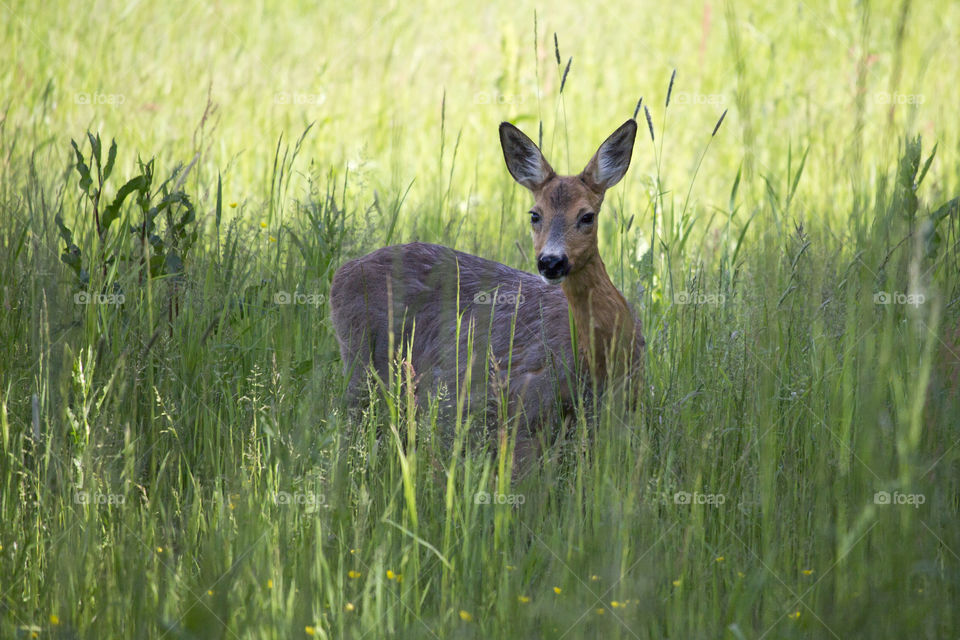 Deer in the grass field  . Rådjur 
