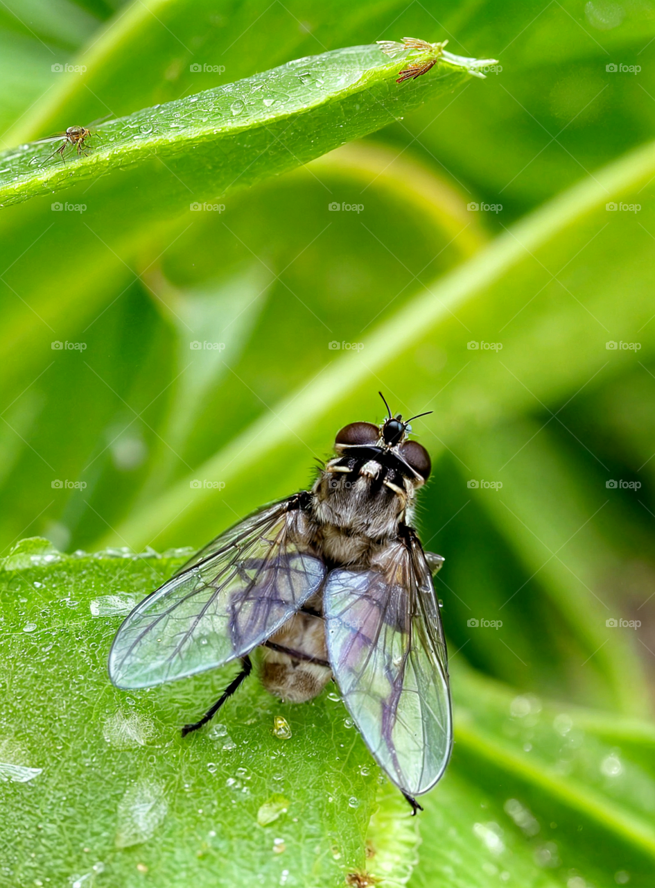 macro shot of a fly resting on a dew covered leaf