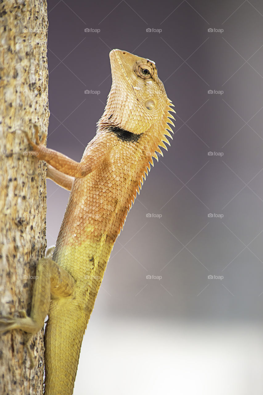 Chameleon orange on a tree Background blurred leaves.