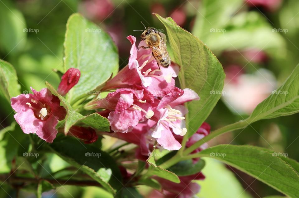 bee on flower