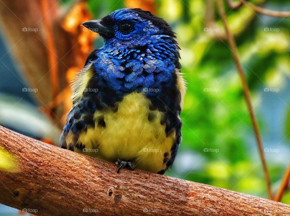 Blue And Gold Finch
