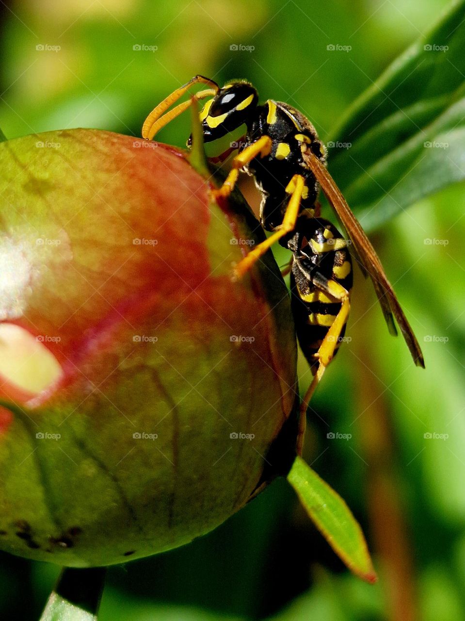 wasp on peony with bud