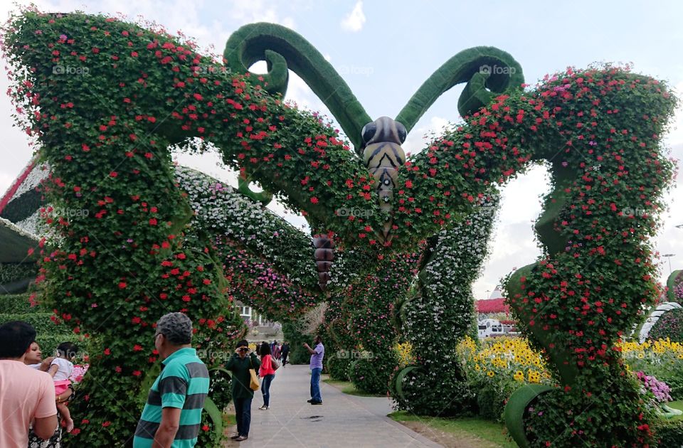 Dubai Miracle Garden