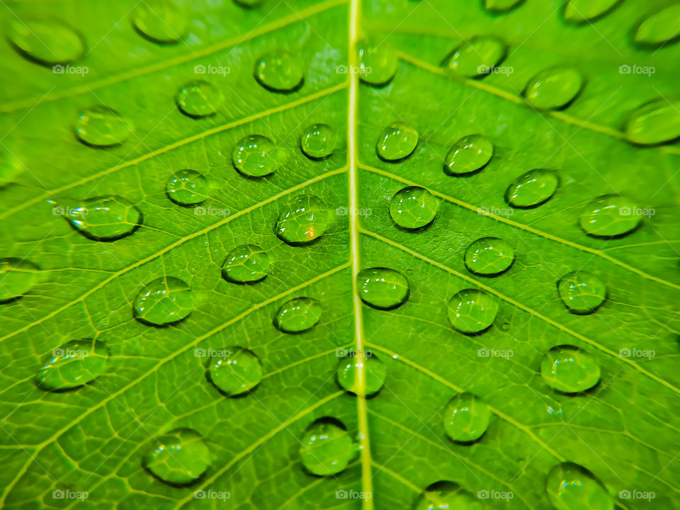 full frame shot of water drops on green bodhi leaves
