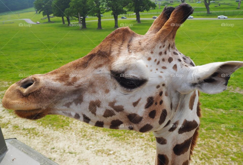 Giraffe portrait close up