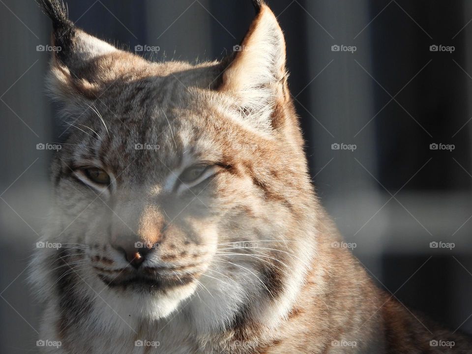 A close up of a lynx’s 