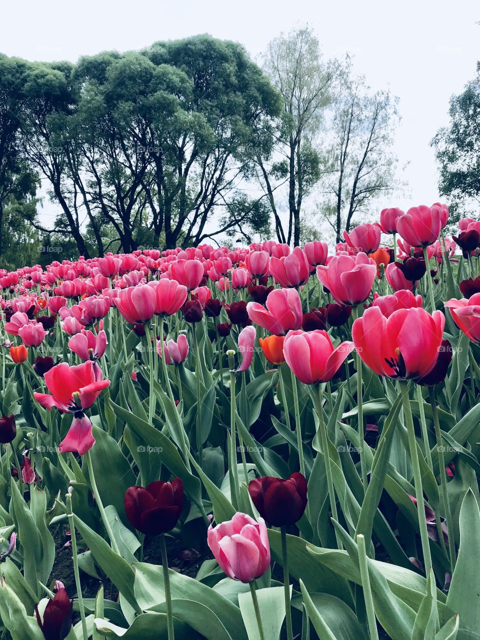 Pink tulips blooming 