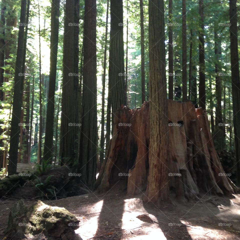 Humboldt Redwoods. Hiking in Humboldt county, California 