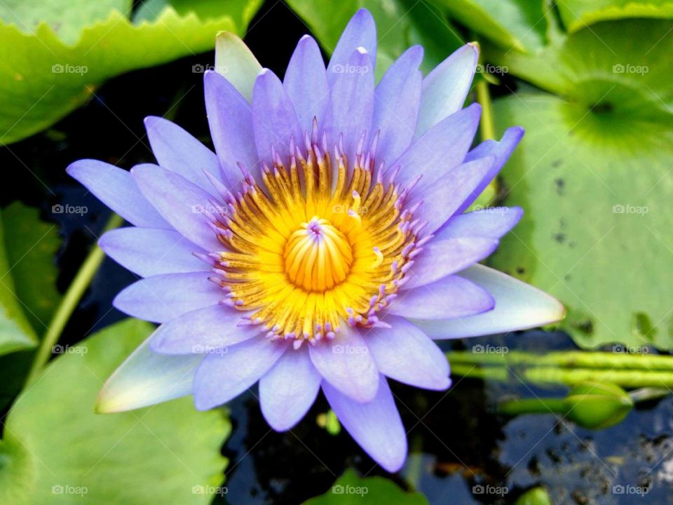  close up blue lotus flower in the pool.