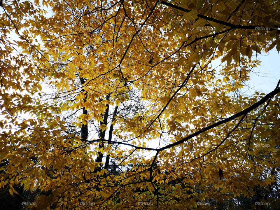 Yellow leaves