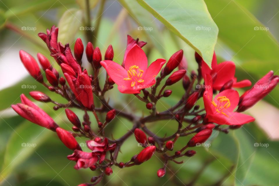 Beautiful and blooming small red flowers