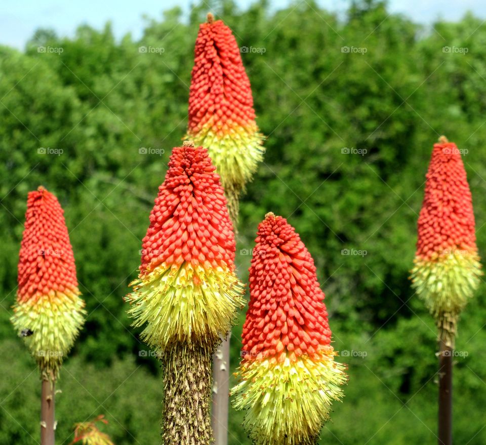 Red hot poker plant growing at the local cemetery and really cheers me up when walking past them 🧡💛