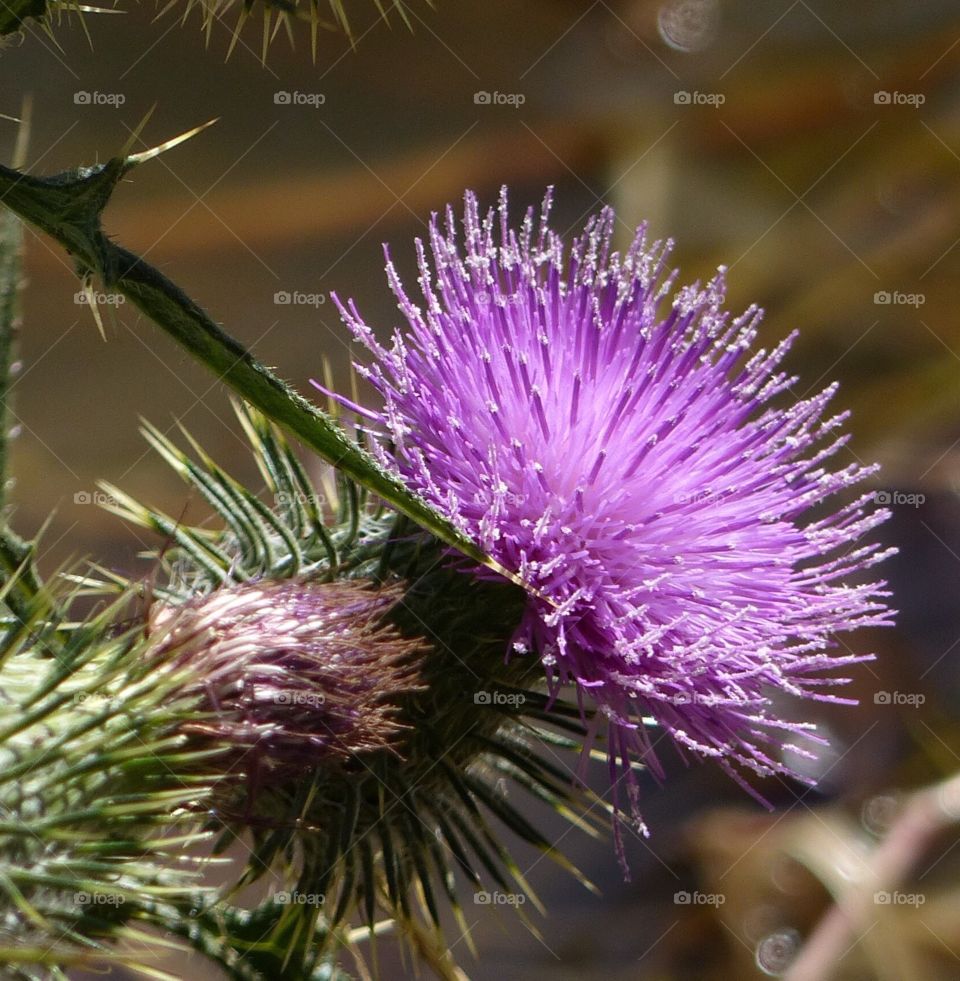 thistle