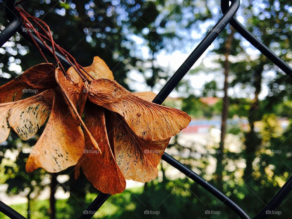 Simple picture of autumn