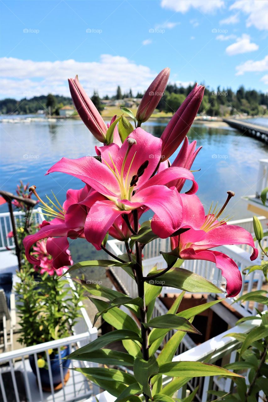 Flowers blooming in the sun
