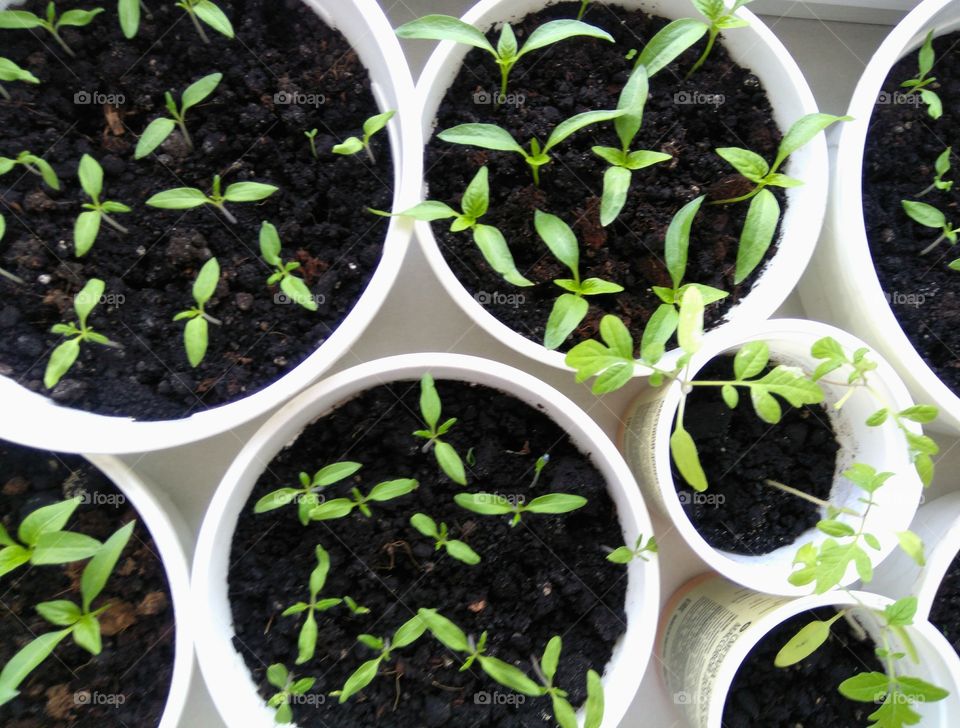 green plants gardening