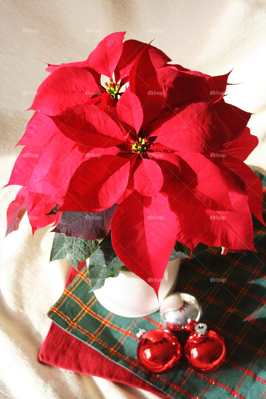 Christmas. Poinsettia and balls 