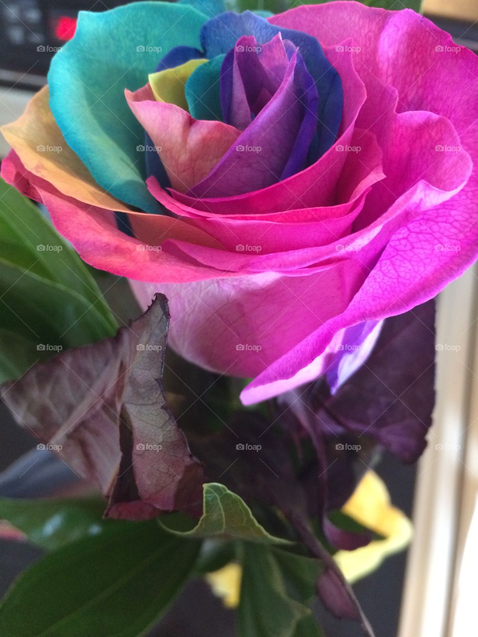 Colorful Rose 