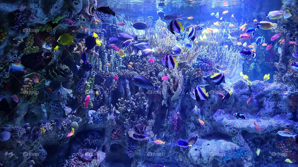 Large Tropical Fish Tank at the Aquarium