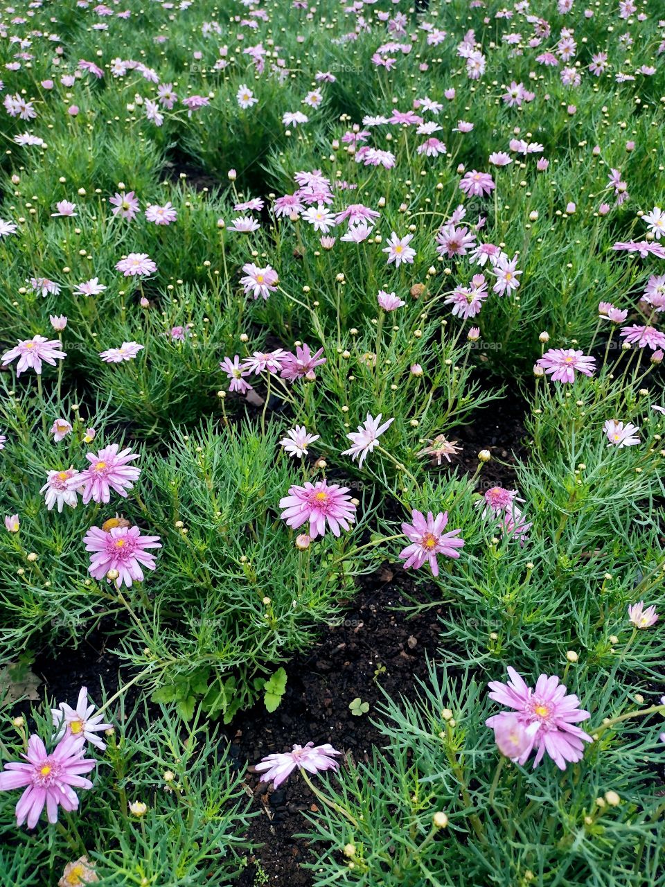 Nova Petrópolis. Canela. Rio Grande do Sul.