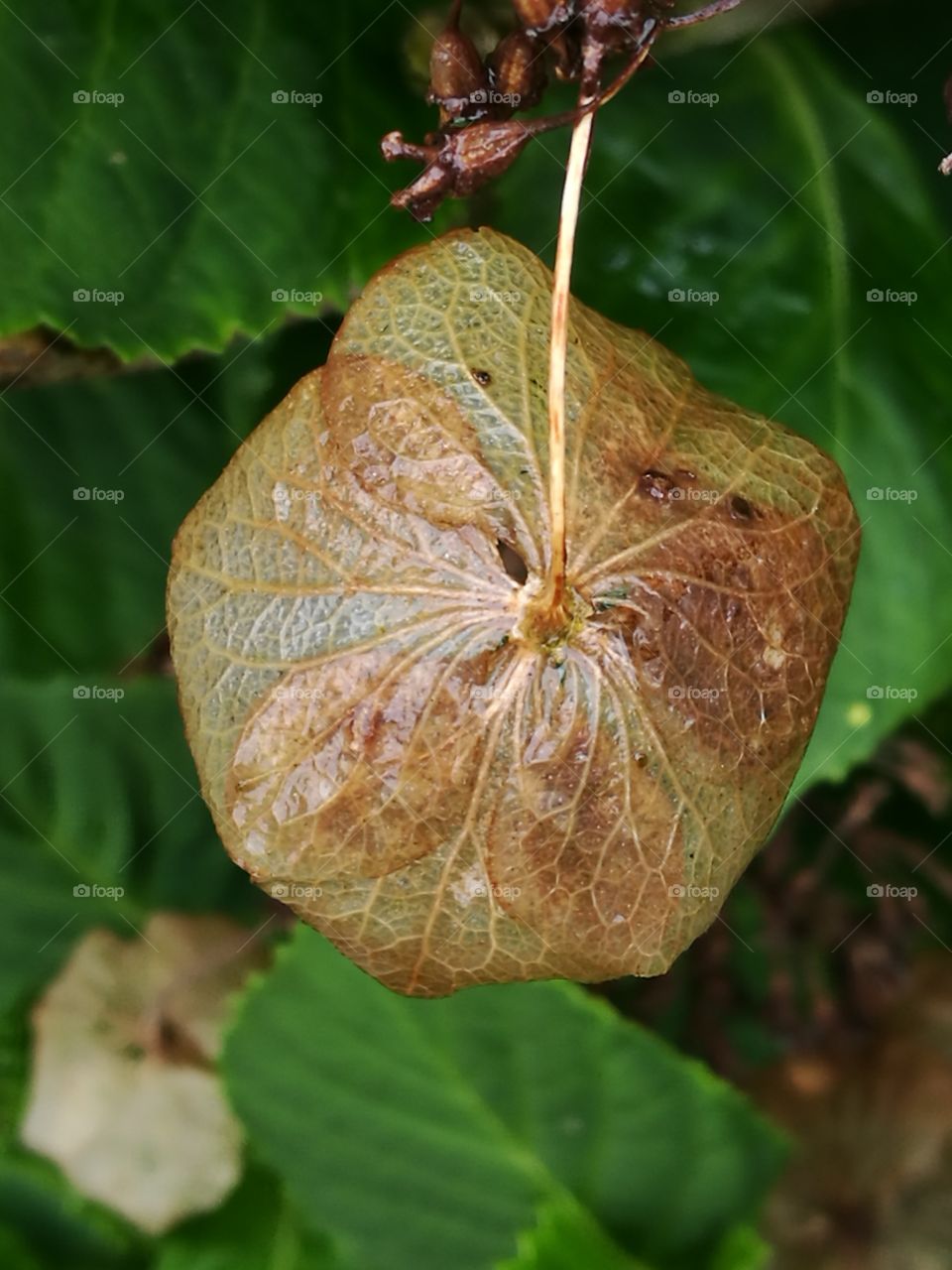 Dying Leaf