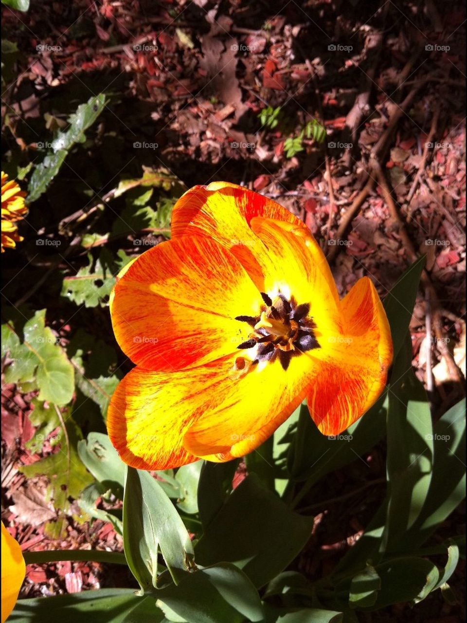 Bright Orange Garden Flower