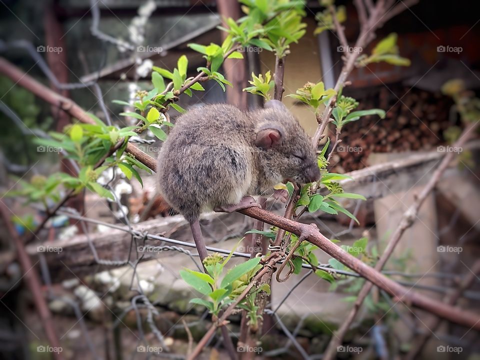 little mouse on the tree