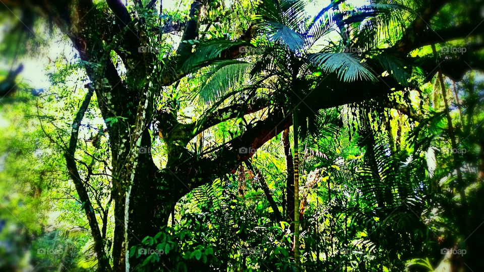 BELA ÁRVORE PALMEIRA