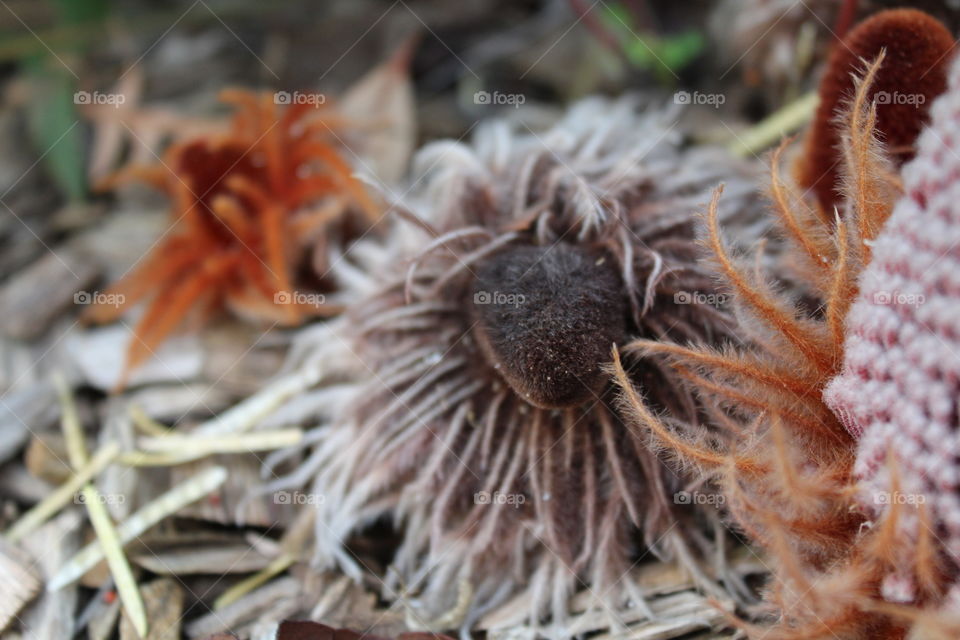 Looking like a little critter. Unusual shape of the Banksia blechnifolia