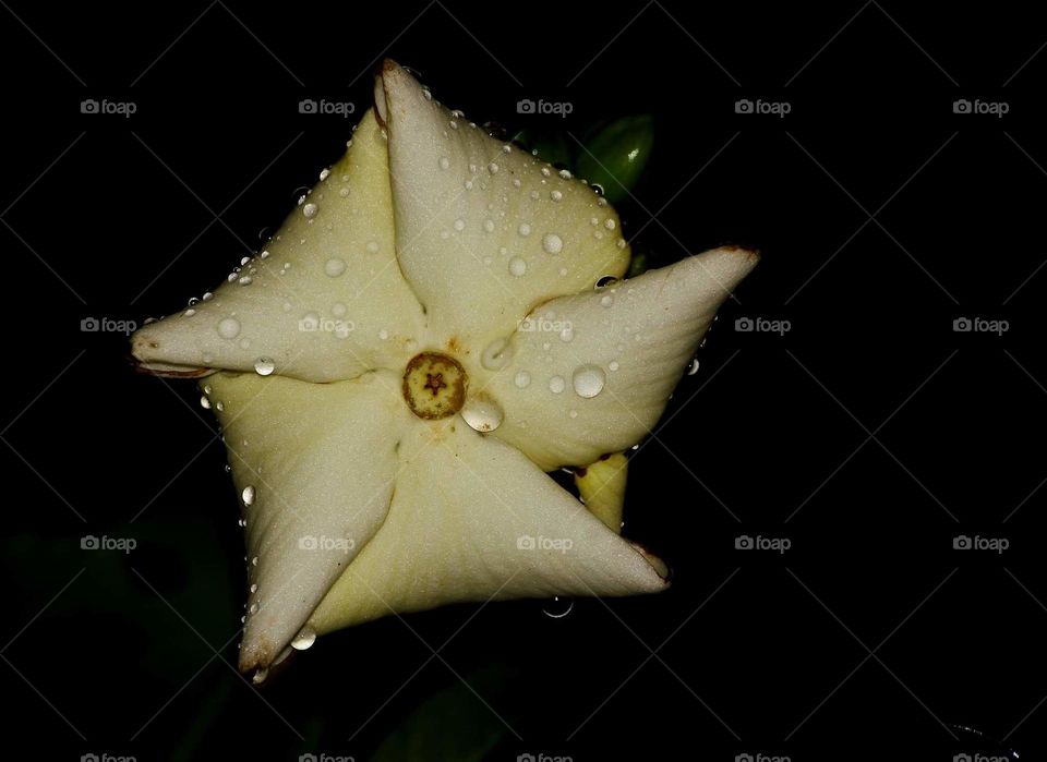 White flower. Garden yard flower for single. Bush plant in category at the side corner of yard. Wonderfull white pale colour in freshy after rain.