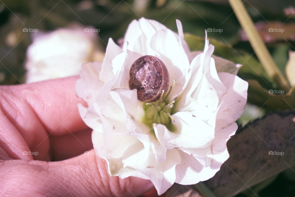 A snail cuddling in a camellia 
Springs 
California Flower