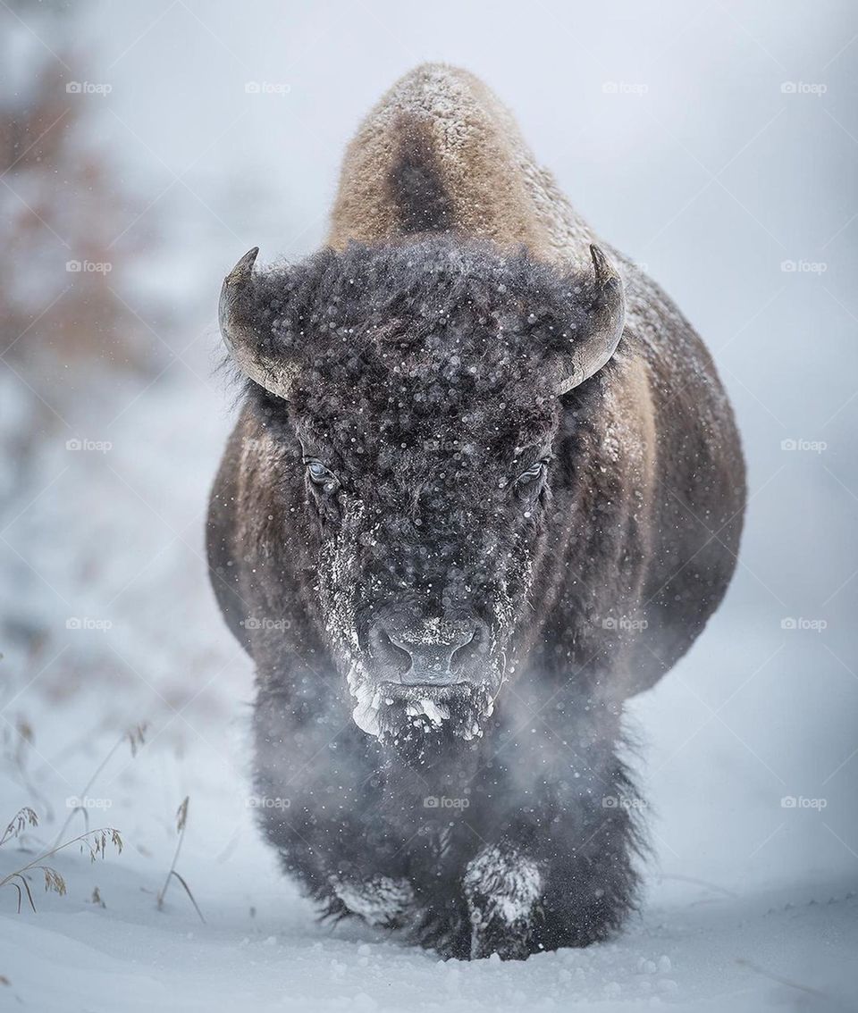European bison