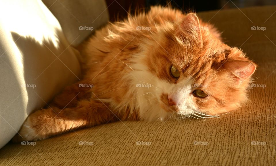 Cat, Pet, Kitten, Mammal, Portrait