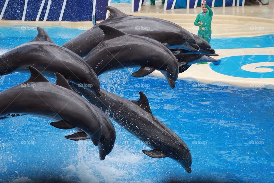 Dolphin Squad