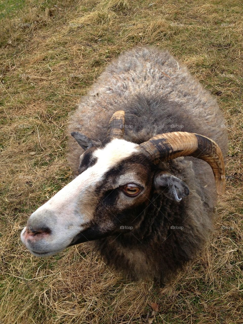 High angle view of a goat