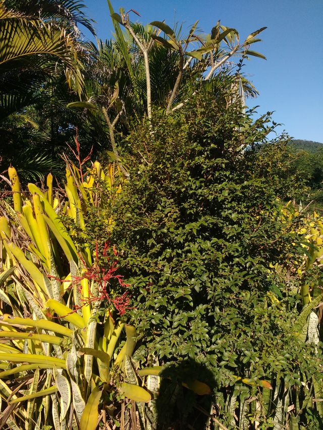 lindo