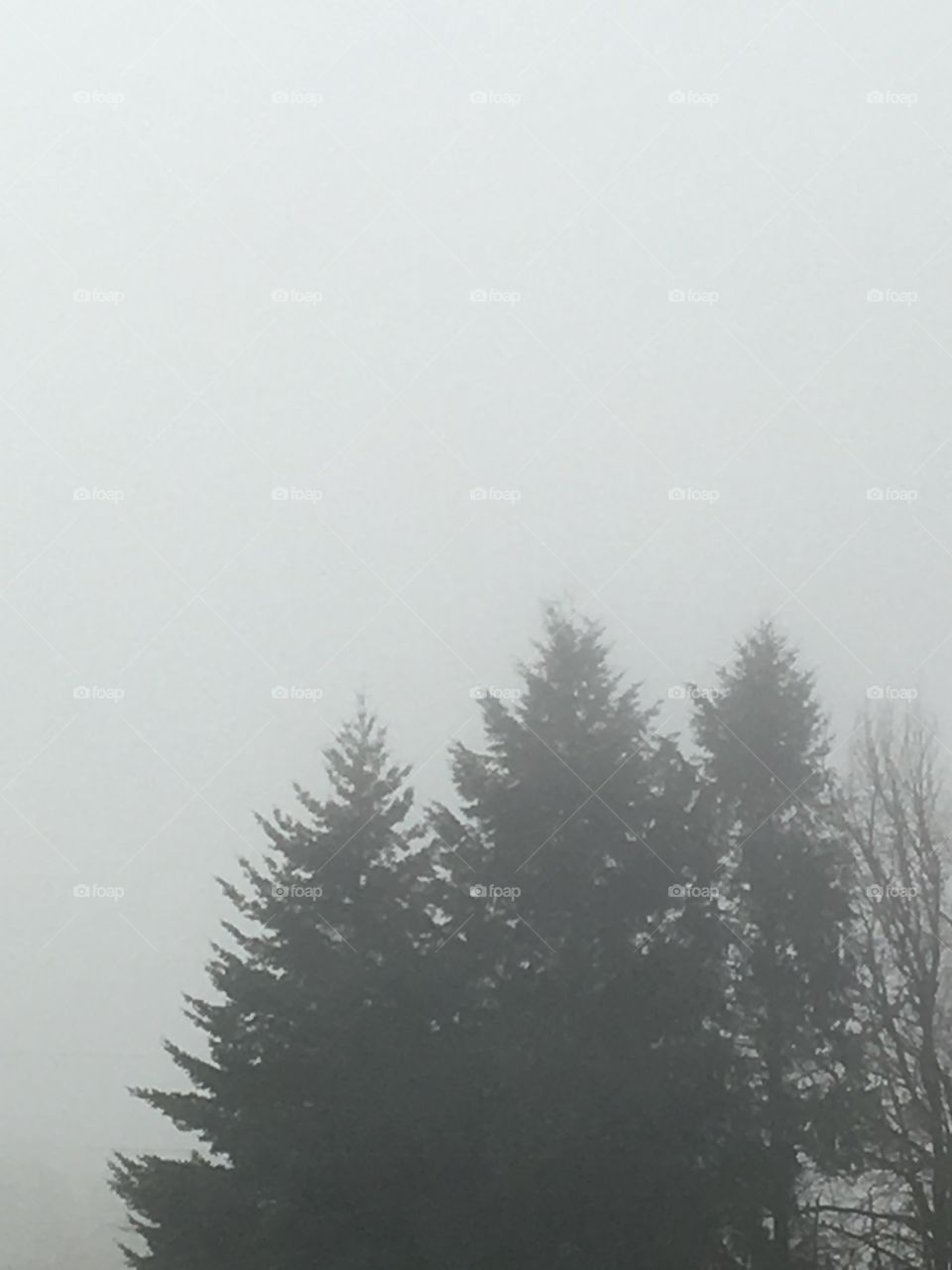 Giants in the fog 