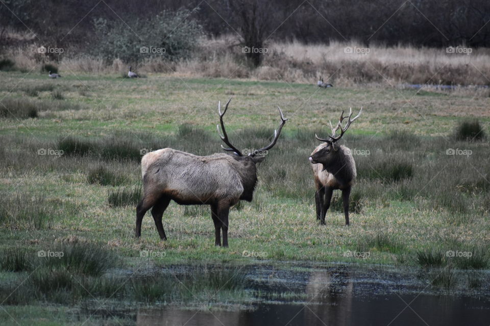 Elk 