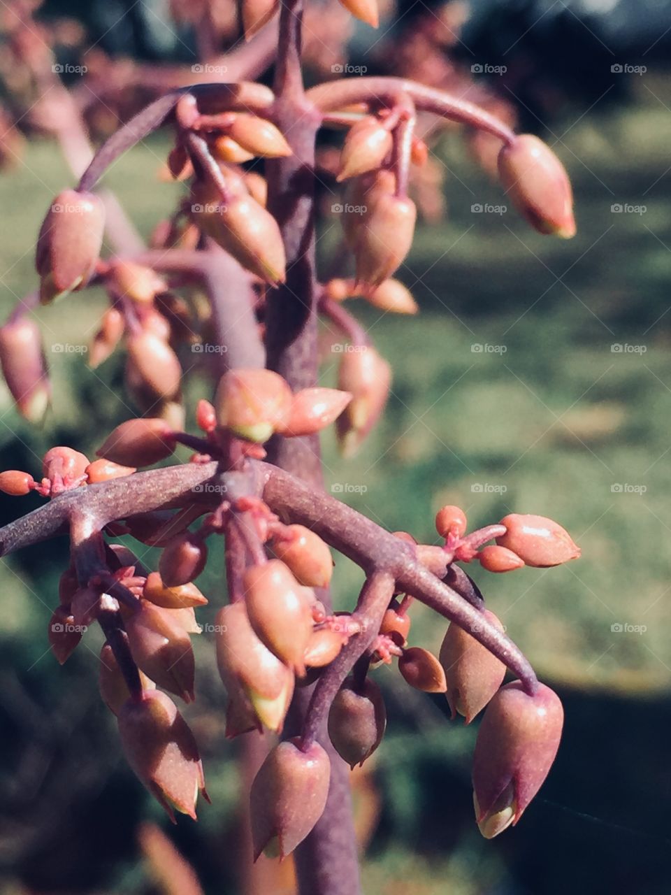 Cactus flowers 