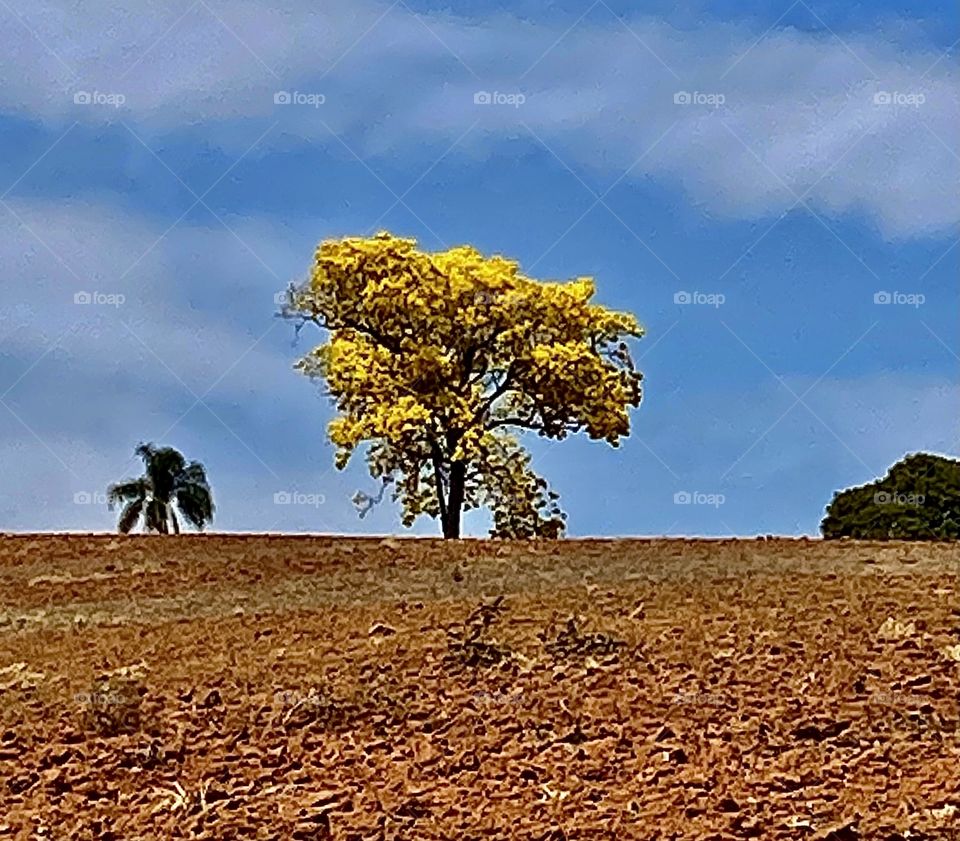 Yellow tree