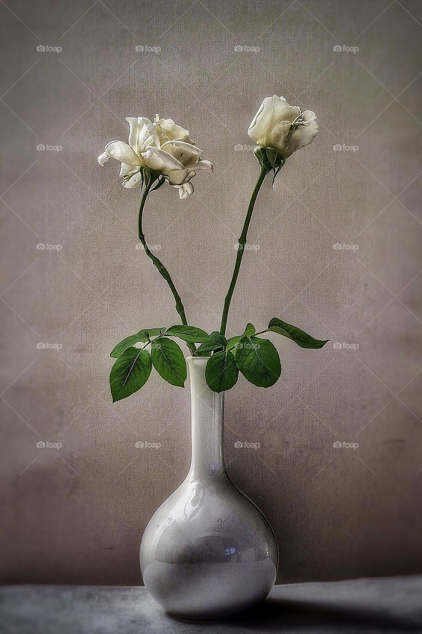 White roses  in vase