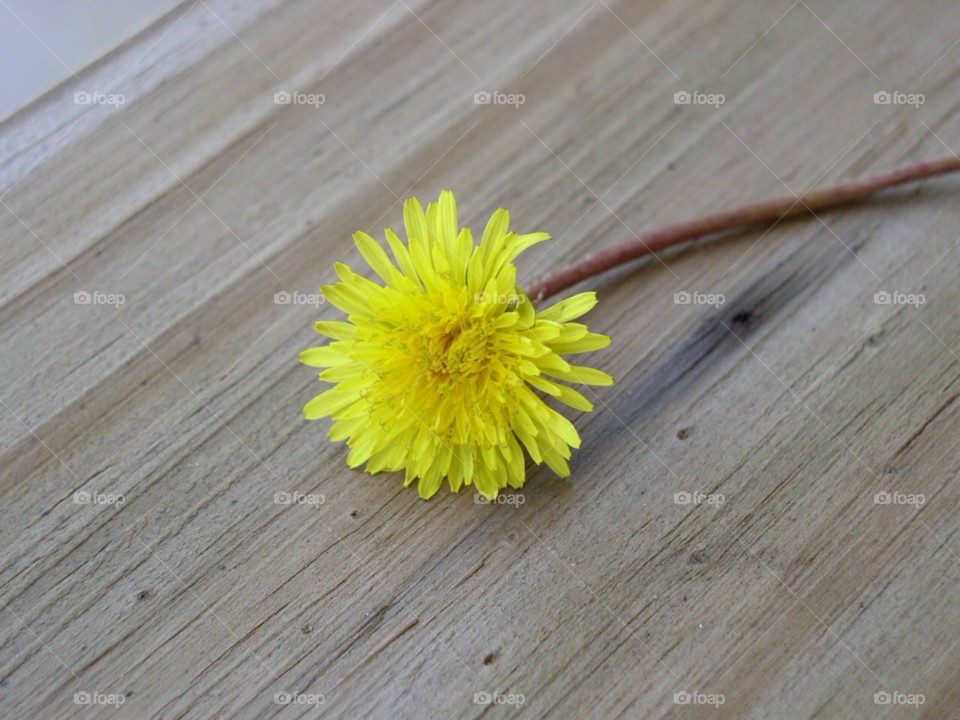 dandelion flower by refocusphoto