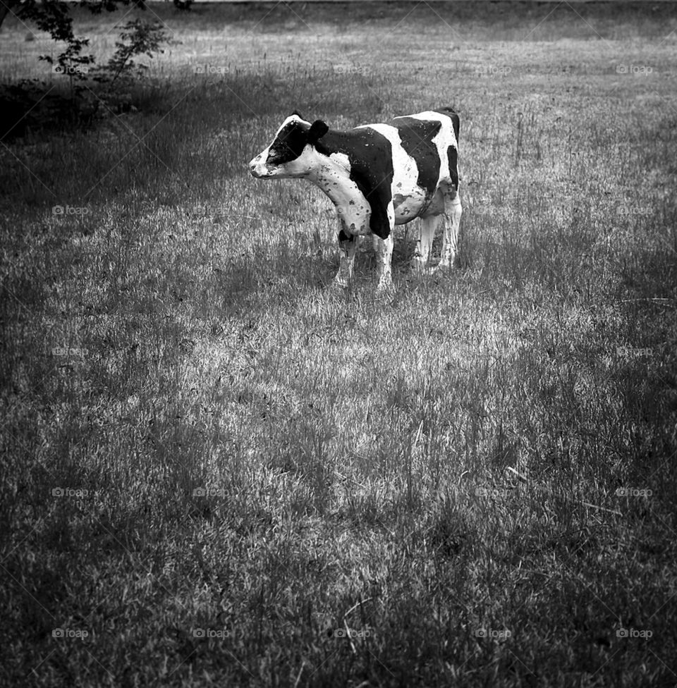 COW STATUE life size, cement, painted